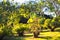 Avocado Trees Tamborine Mountain Orchard