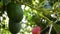 Avocado tropical fruit hanging at branch of tree in a plantation