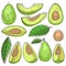 Avocado vector green organic food and healthy fresh vegetable nutrition illustration set of tropical sliced exotic