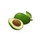 Avocado vector natural tropical vegetable plant