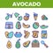 Avocado Vegetable Collection Icons Set Vector