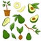 Avocado vegetable growing on tree branch vector