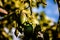 Avocados cuke seedless, Persea americana, on the tree, before they are ripe and ready for harvesting