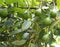 Avocados growing in a tree