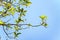 Avocados growing on tree in orchard, young tree bearing fruit, avocado on tree,low angle view