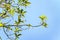 Avocados growing on tree in orchard, young tree bearing fruit, avocado on tree,low angle view