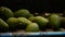 Avocados hass fruit rolling in industrial line