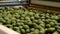Avocados hass fruit rolling in packaging industrial line