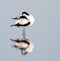 Avocet