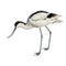 Avocet