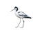 Avocet bird isolated on white