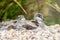 Avocet chick. Cute young fluffy bird lying on seashells