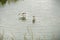 Avocet and chicks at Upton Warren, wildlife trust Worcestershire