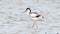 Avocet foraging