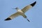 Avocet ( Recurvirostra avosetta )