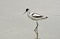 Avocet (Recurvirostra avosetta)