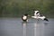 The avocet and a shelduck didn`t like each other