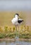 Avocet standing on a bank
