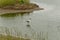 Avocet at Upton Warren, wildlife trust Worcestershire