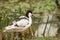 Avocet wading bird