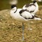 Avocet wading bird