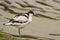 Avocet wading bird