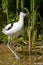 Avocet wading in shallow water