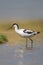 Avocet wading in water