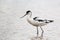 Avocet wading in water