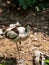 Avocet walks near a lake, European bird