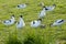 Avocets and redhanks