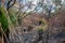 Avon Valley National Park burned landscape after wild fire in Western Australia