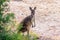 Avon Valley National Park wild Kangaroo in Western Australia