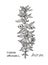 Avran Cratiola officinalis , medicinal plant. Hand drawn botanical illustration
