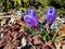 Awaken crocuses of spring