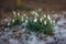 Awakened snowdrops meet spring breaking through the snow on the lawn in the park.