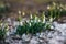 Awakened snowdrops meet spring breaking through the snow on the lawn in the park.