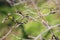 Awakening the buds of a black currant bush. Opening green leaves on a garden plant in early spring, selective focus