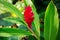 Awapuhi-UlaUla Hawaiian Red Ginger