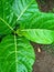awar-awar & x28;Ficus septica& x29; leaves that look wet from the rain