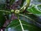 Awar-awar (Ficus septica) is a small green fruit plant.