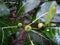 Awar-awar (Ficus septica) is a small green fruit plant.