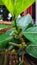 awar fruit on a tree with wide leaves