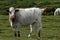 Award Winning Dartmoor Farmers Cattle