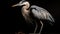 Award Winning Wildlife Photography: Detailed Heron Portrait With Ultra Wide Shot