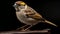 Award Winning Wildlife Photography Of A Sparrow - Hyperrealistic And Detailed Portrait