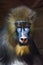 Awareness of the meaninglessness of being in the eyes. The pensive face of a madril monkey Rafiki  on a dark background