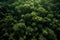 An awe-inspiring aerial image capturing the vastness of the Amazon rainforest canopy, showcasing the dense green foliage and the