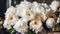 Awe-Inspiring Beauty: Magnificent Closeup of a Flourishing Bouquet of White Peonies. Ideal for Any Festive Occasion AI generative