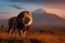 Awe-inspiring lion gazes upon the savanna, Mount Kilimanjaro\\\'s sunset spectacle